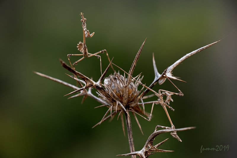 ЛЕОПОЛЬД, ПОДЛЫЙ ТРУС! ВЫХОДИ!!! фото превью