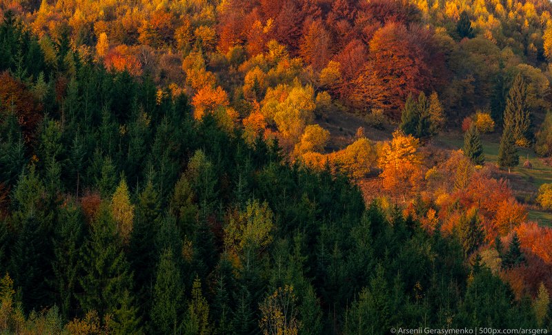 autumn, carpathians, carpathian mountains, pasture, countryside, mood, tranquil, houses, wooden, rural, mountains, foliage, wonderland, land, meadow, field, scenic, fall, background, tree, outdoor, forest, color, colorful, alpine, hill, scenery, yellow, c autumn foliage trees in the mountains. Meadow and forest in the carpathian mountains фото превью