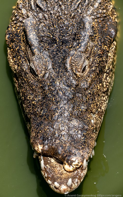 head, close, beast, scales, green, portrait, outdoors, park, detail, hunting, aggressive, bite, fear, gator, scale, croc, fauna, attack, america, face, wilderness, crocodylus, aggression, leather, crocodile, alligator, animal, wildlife, reptile, wild, mou Crocodile or alligator close-up portrait. Wildlide and animal photos. Predators and reptiles фото превью