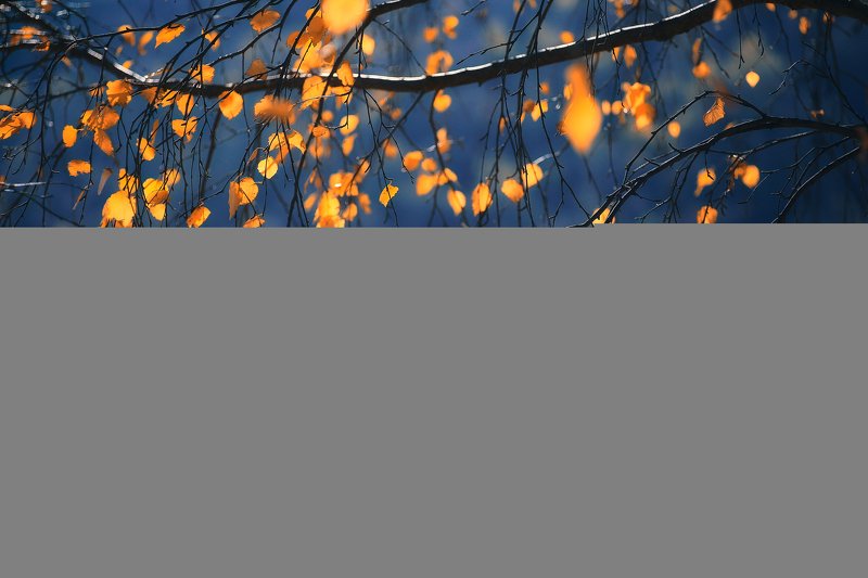 nature, autumn, yellow, red, colors, leaf, leaves, trees, sky, blue, outdoor, photography The best of October фото превью