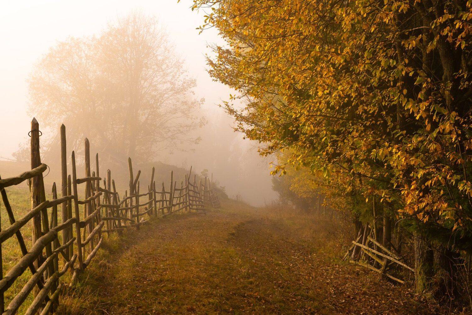карпаты., осень., туман, Татьяна Степанова