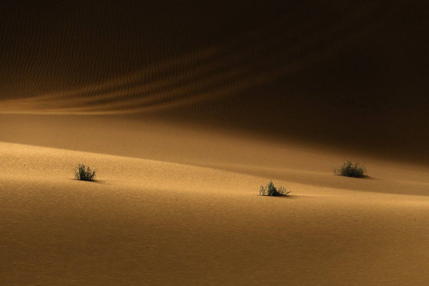 desert, Shahriar Dabiri