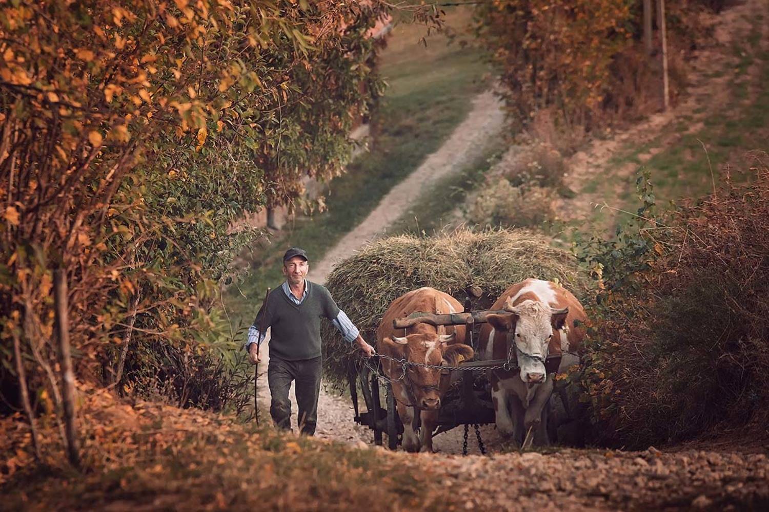 , Nicolae Fanurie Chirobocea