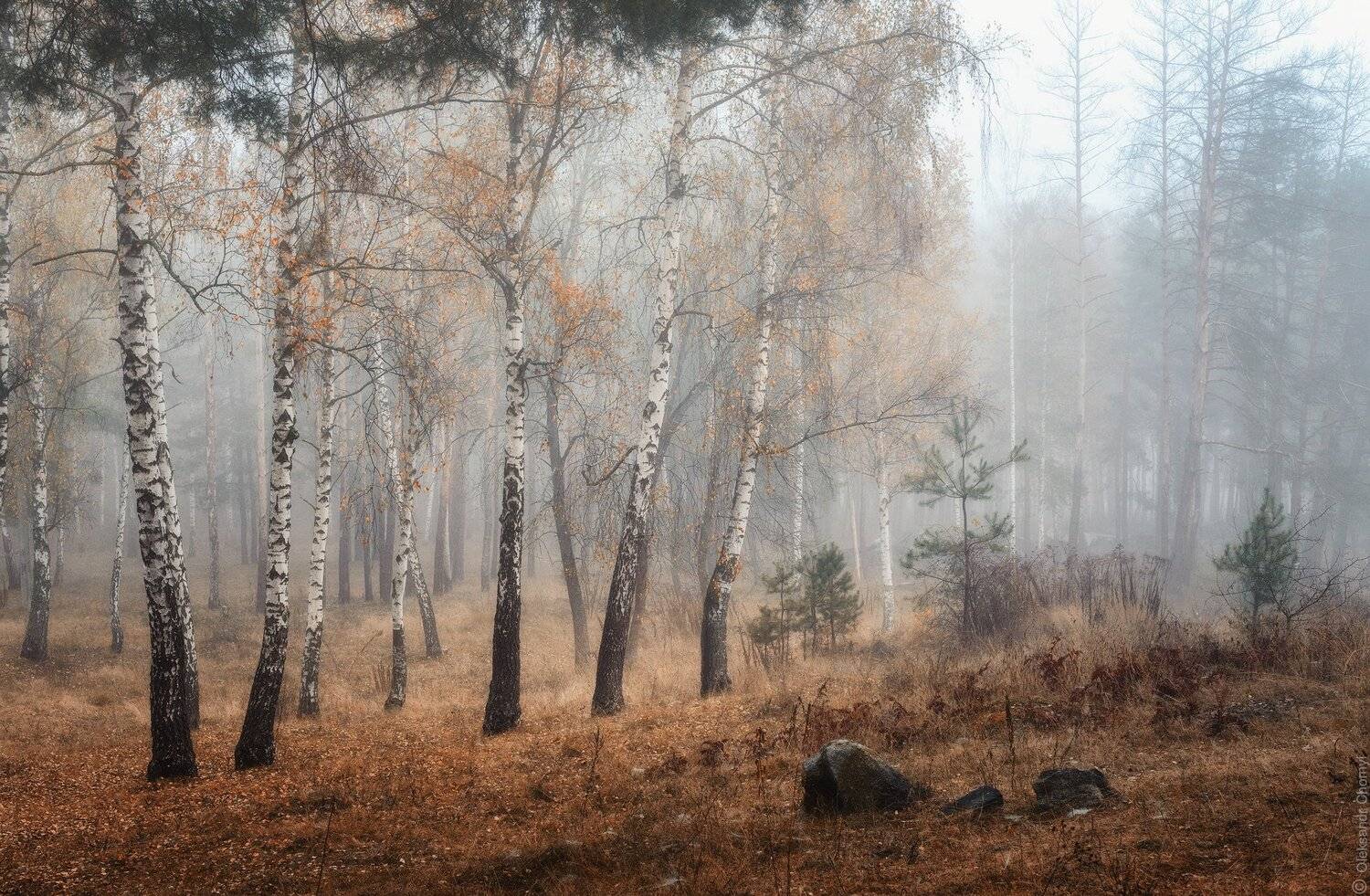 украина, коростышев, осень, утро, туман, волшебство, нежность, мягкость, октябрь, мелодия, природа, жизненность, березки, поэзия, чувства, прозрачность, жизнь, фотограф, чорный,, Александр Чорный