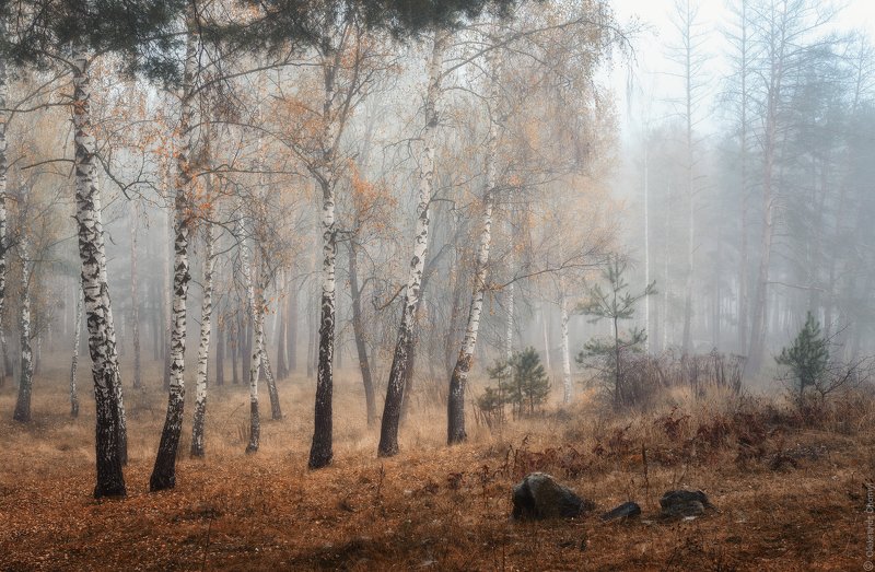 Нежность осени