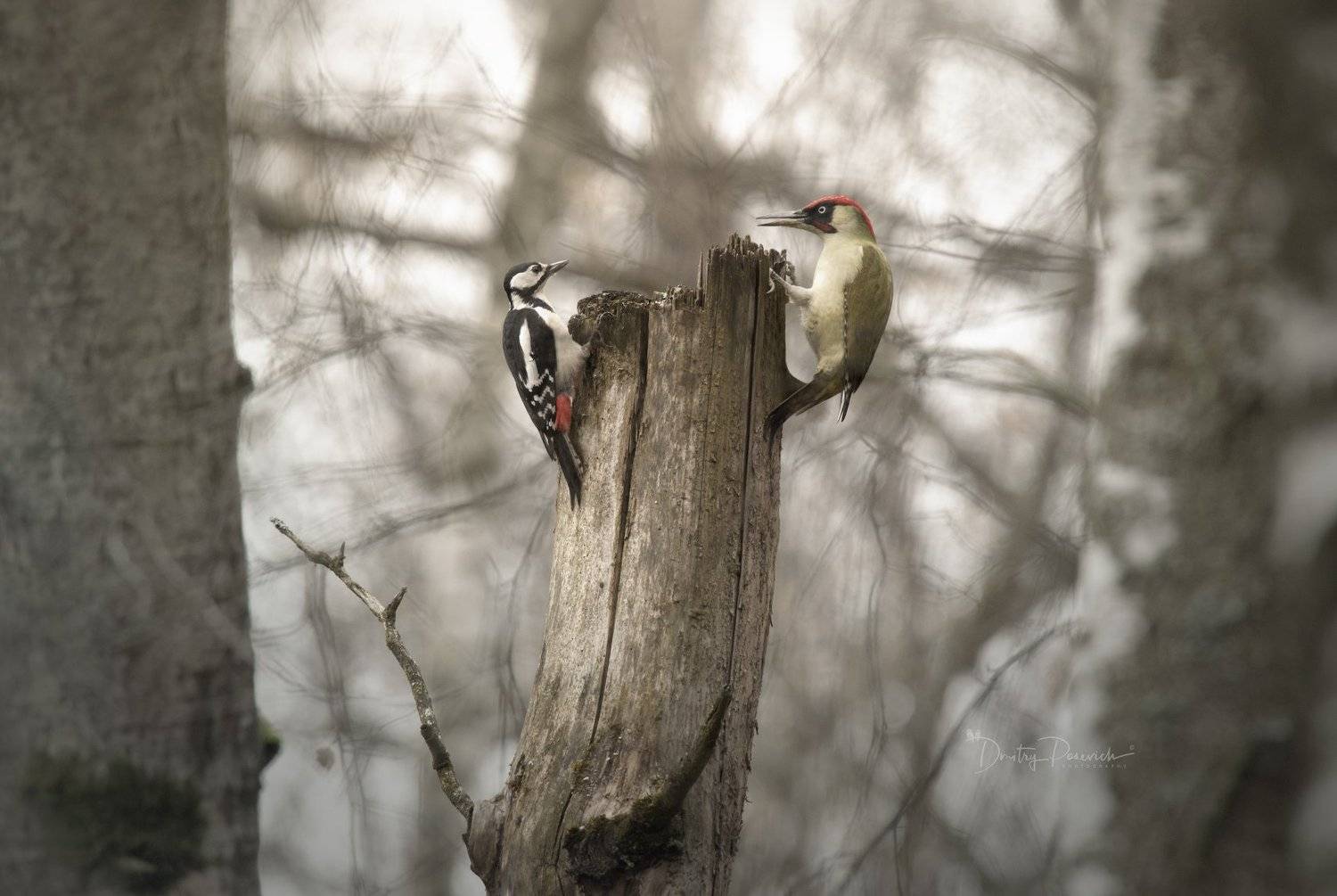 природа, лес, животные, птицы, Дмитрий Посевич