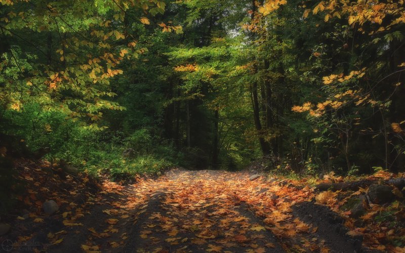 Куда манят осенние дорожки... фото превью