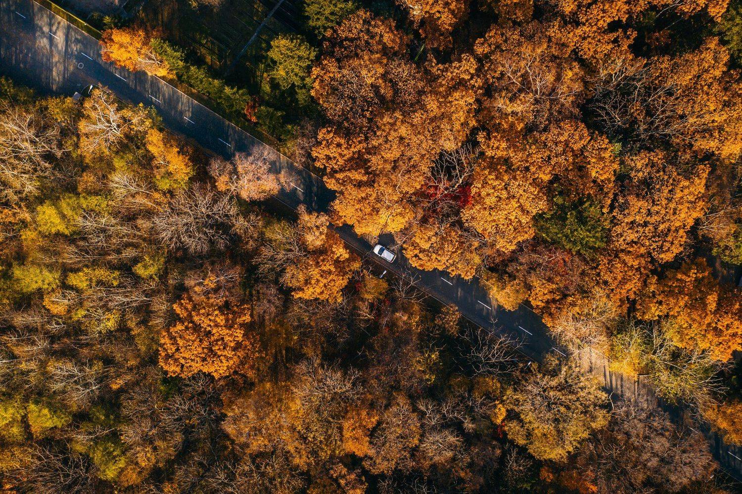 аэросъемка, владивосток, приморье, лес, осень, оранжевый, mavic pro 2, Антон Блохин