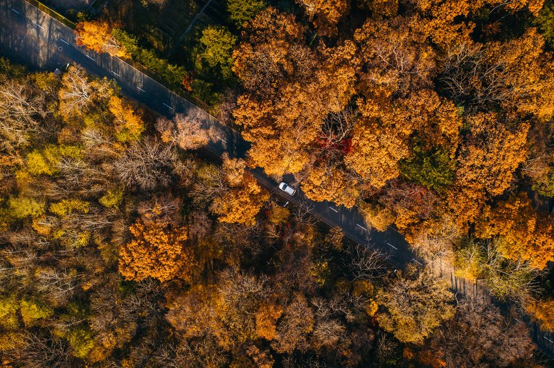 аэросъемка, владивосток, приморье, лес, осень, оранжевый, mavic pro 2 Щедрый октябрь фото превью