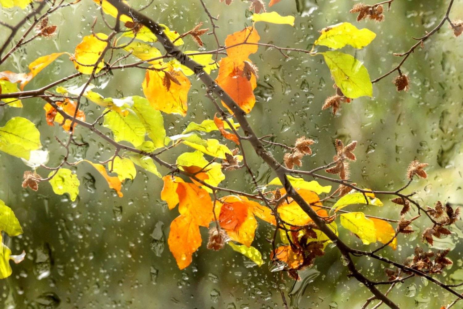 природа, осень, ветка, листья, капли, Шруб (Беляева) Татьяна