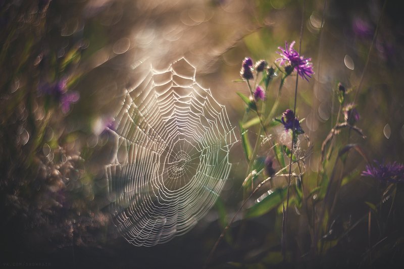 природа, путешествия, travel, wildlife, nature, landscape, canon, colours, helios40 Июльская паутинка фото превью