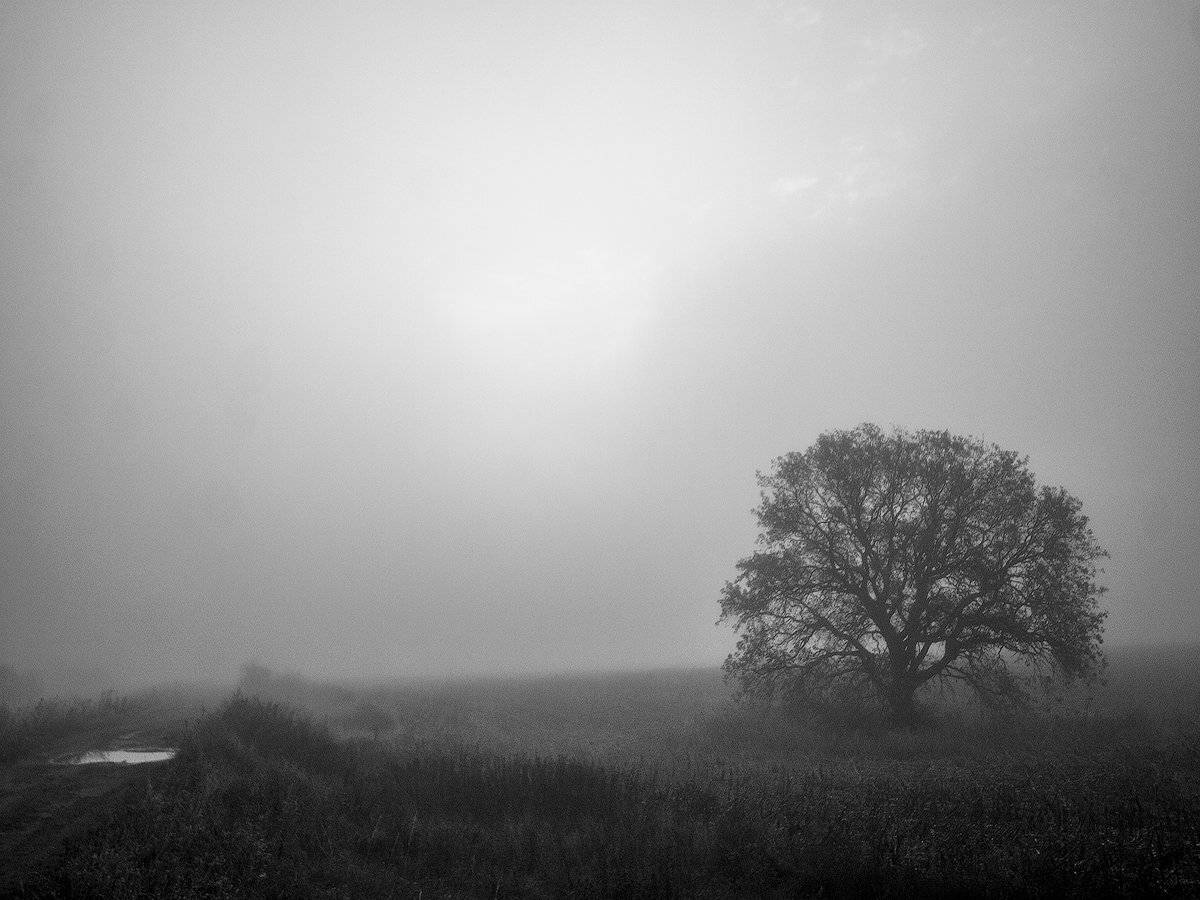 , Дитковский Евгений