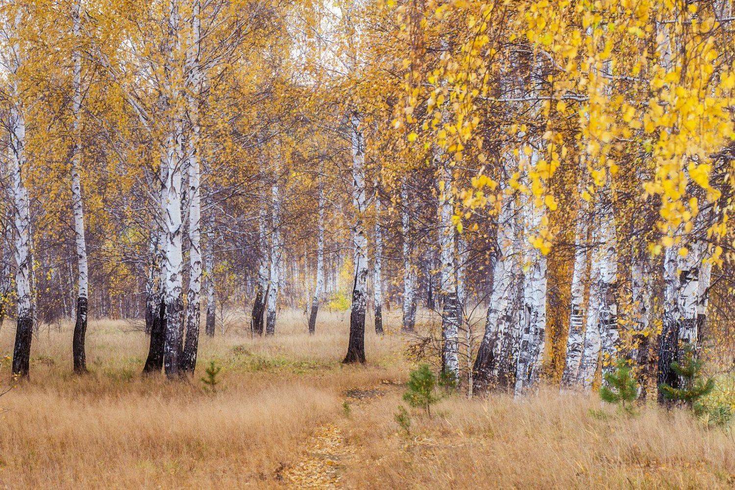 , Игорь Криницын