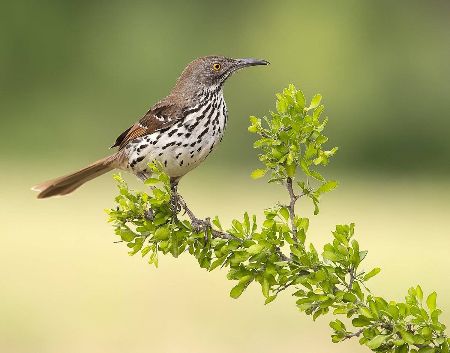 long-billed trasher, пересмешник, tx, Elizabeth Etkind