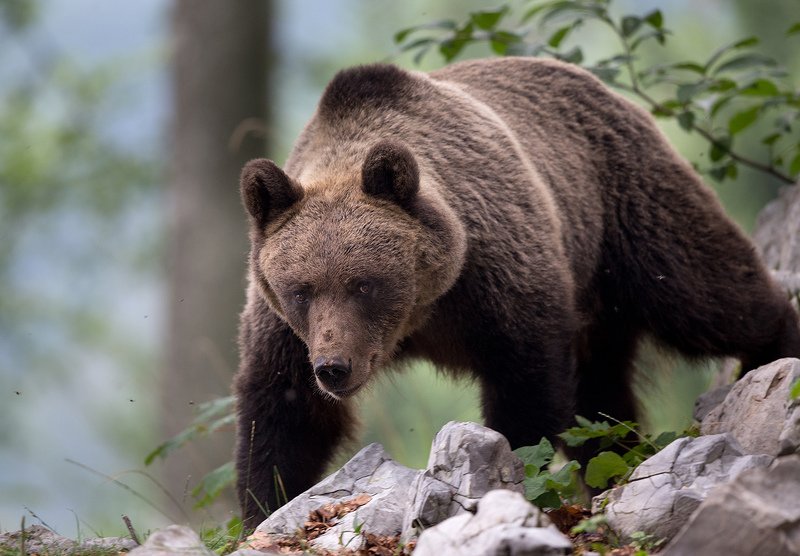 Ursus arctos фото превью