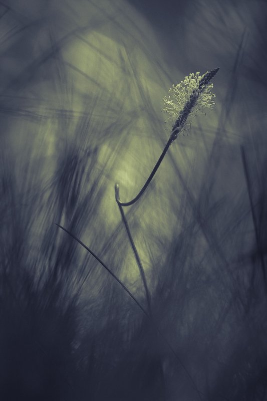 macro,nature  фото превью