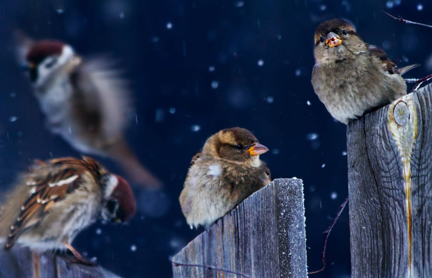 , Алёна Сурнина