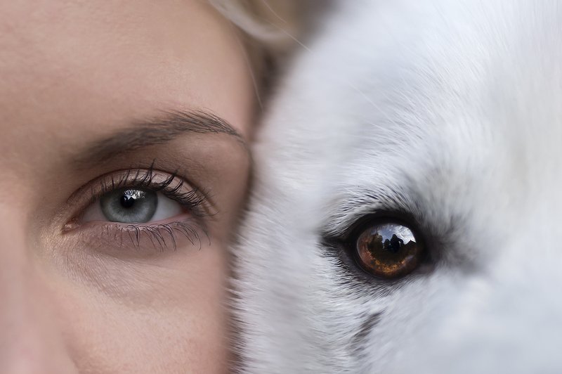 husky, dog Flinn & Katherina фото превью