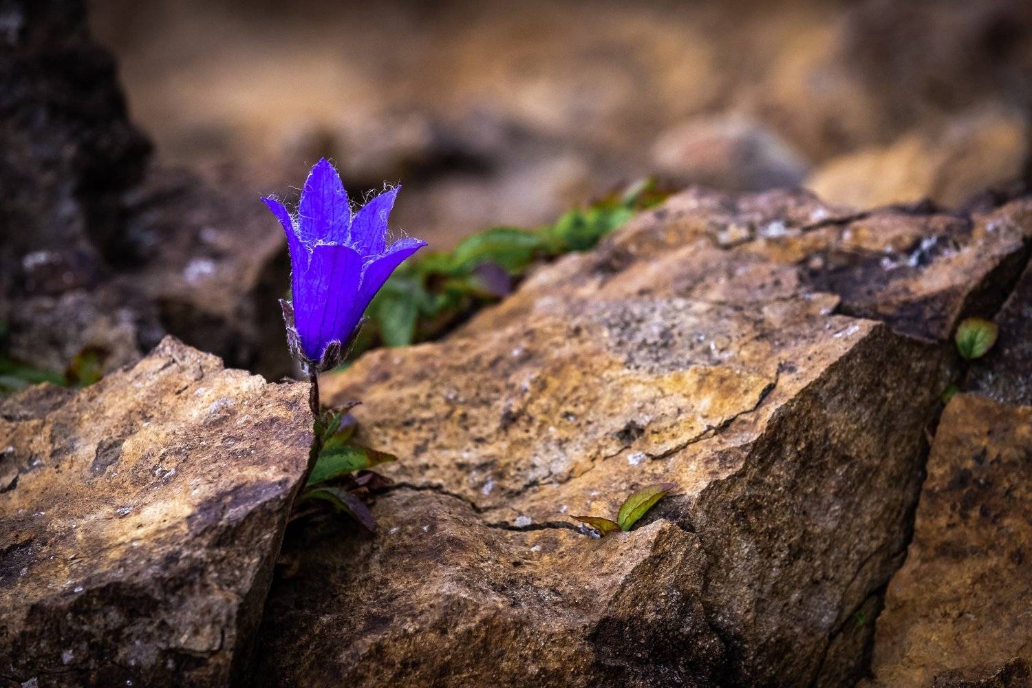 , Денис Винарь