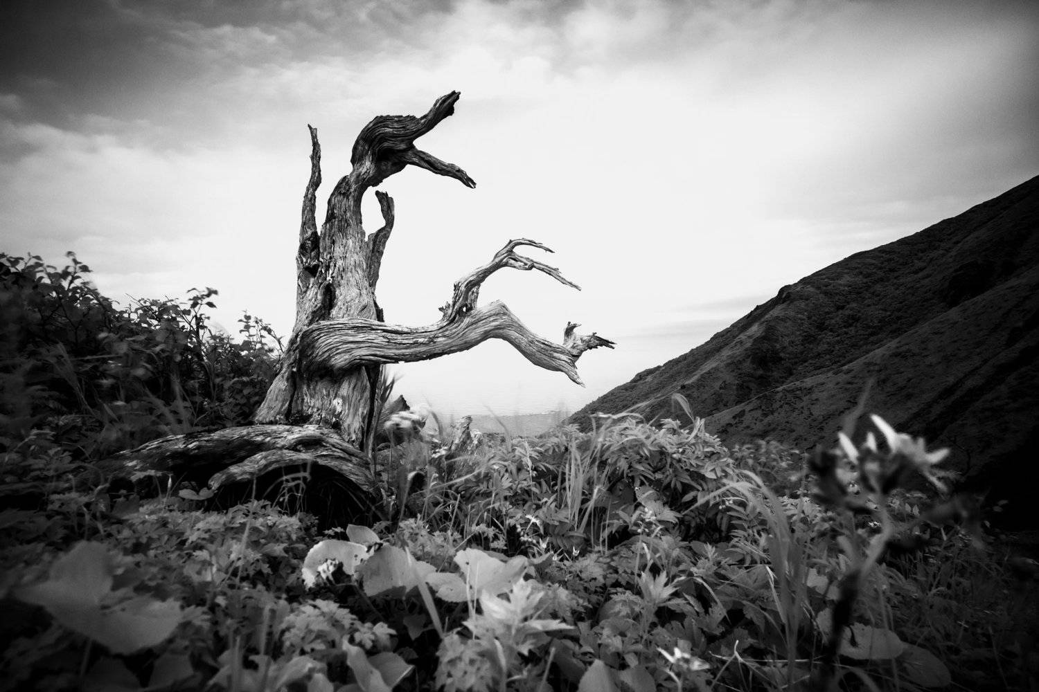 , Денис Винарь