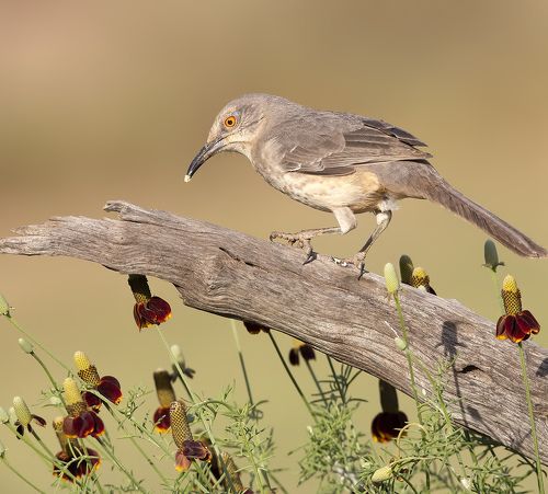 Пятнистый кривоклювый пересмешник - Curve Billed Thrasher