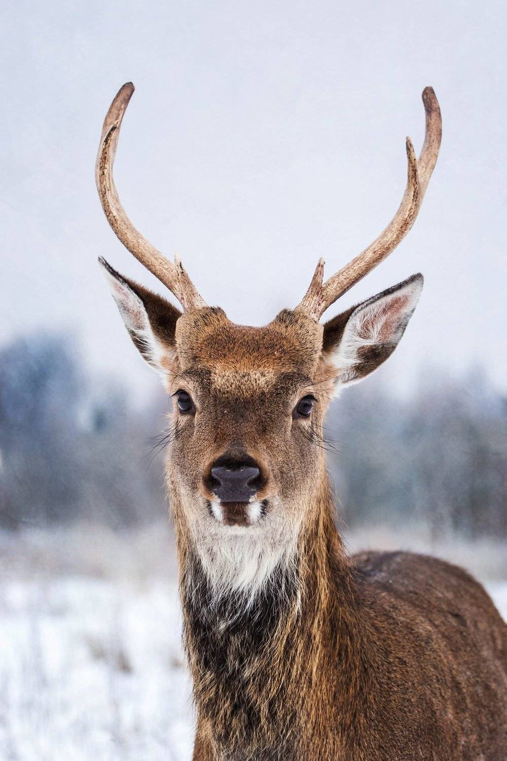 Олень, животное, рога, копытное, animals, Vyacheslav Lozhkin