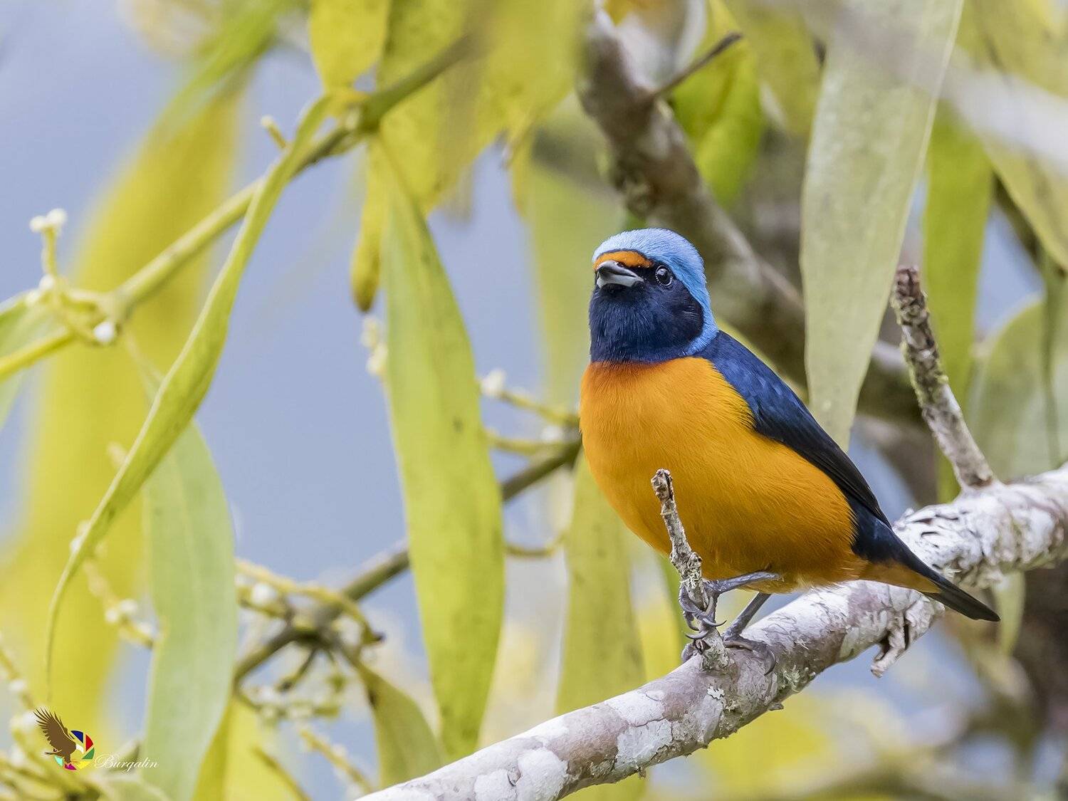 , Fernando Burgalin Sequeira