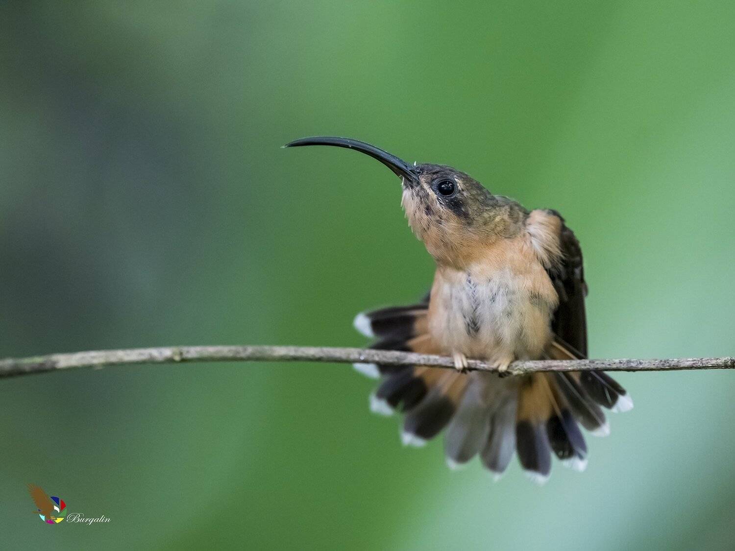 , Fernando Burgalin Sequeira