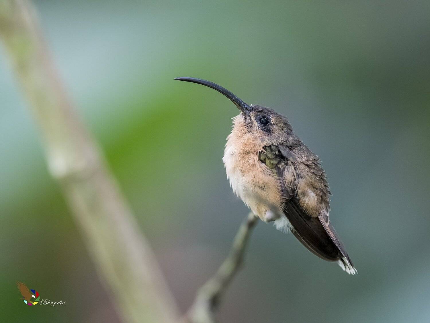 , Fernando Burgalin Sequeira