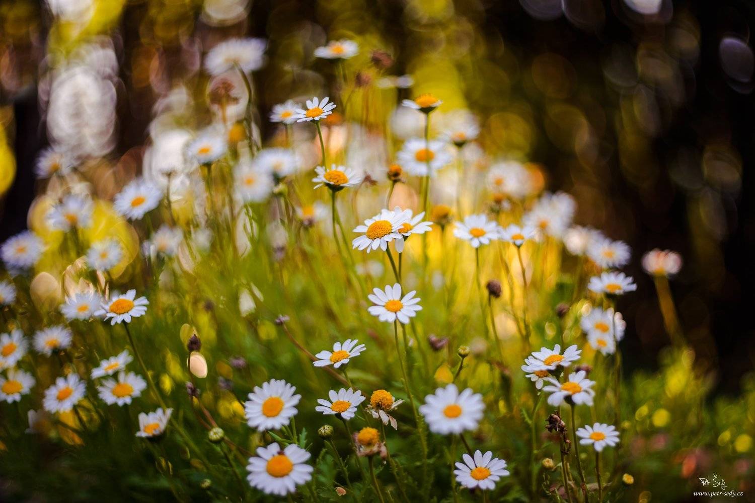 , Petr &Scaron;ed&yacute;