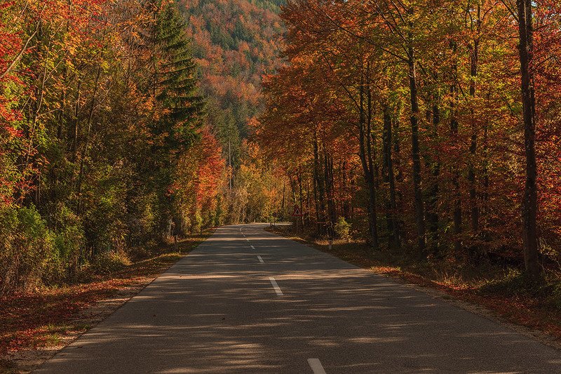 Осенний лес фото превью