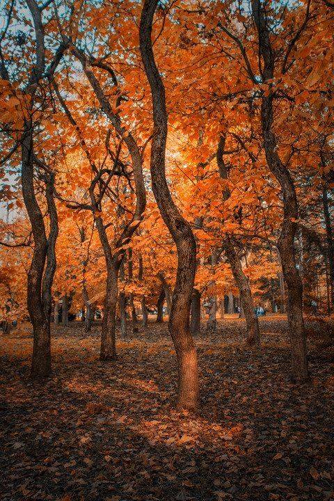 краснодар,осень,кубань,пейзажи,россия, Павел Сагайдак