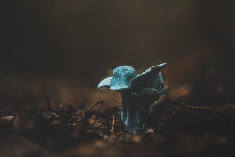 Blue beauty фото превью