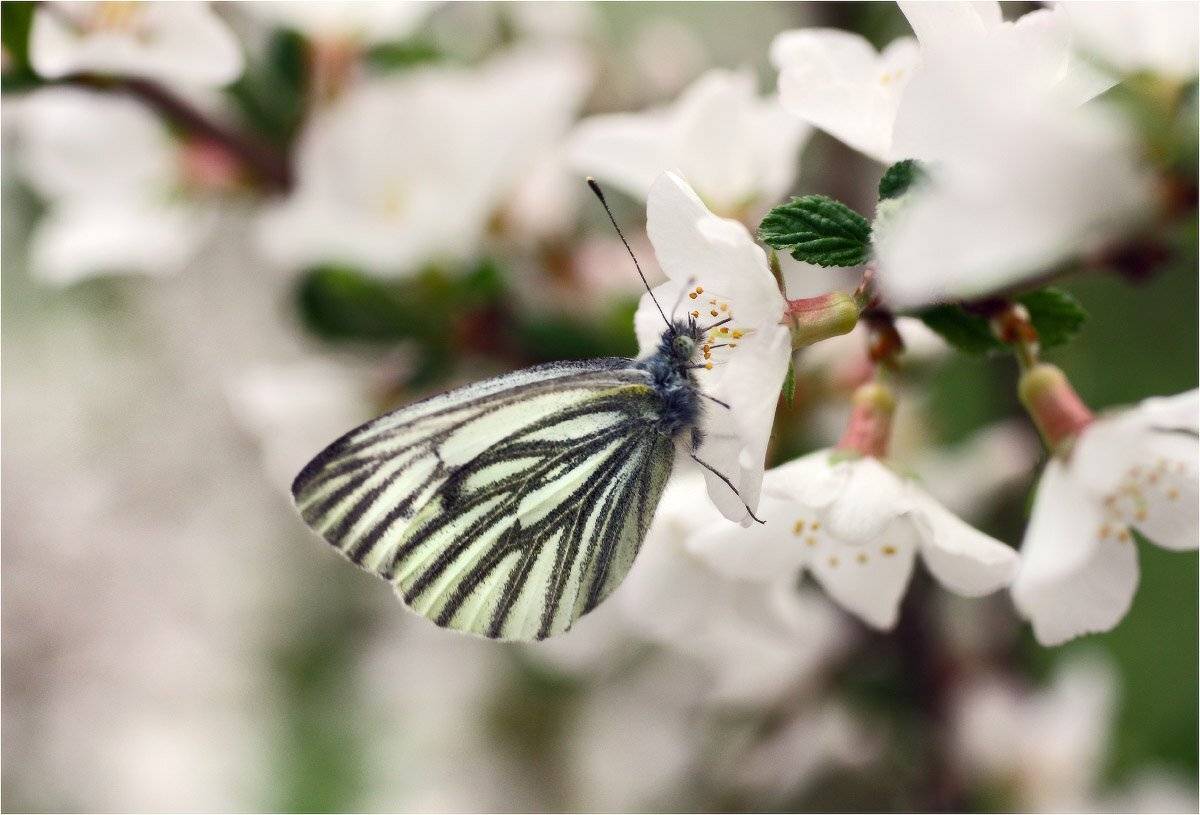 бабочка, брюквенница, весна, КарОл