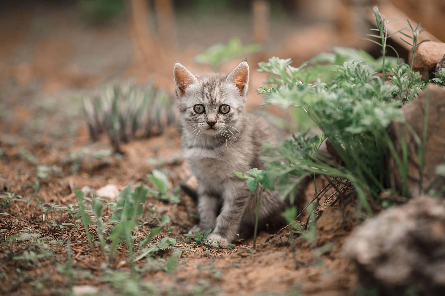 котёнок, весна, домашние животные, коты и кошки, Владимир Васильев