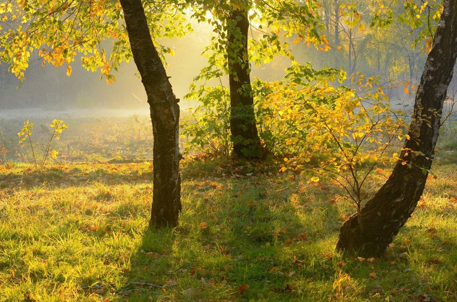 осень листва утро деревья, Александр Жарников