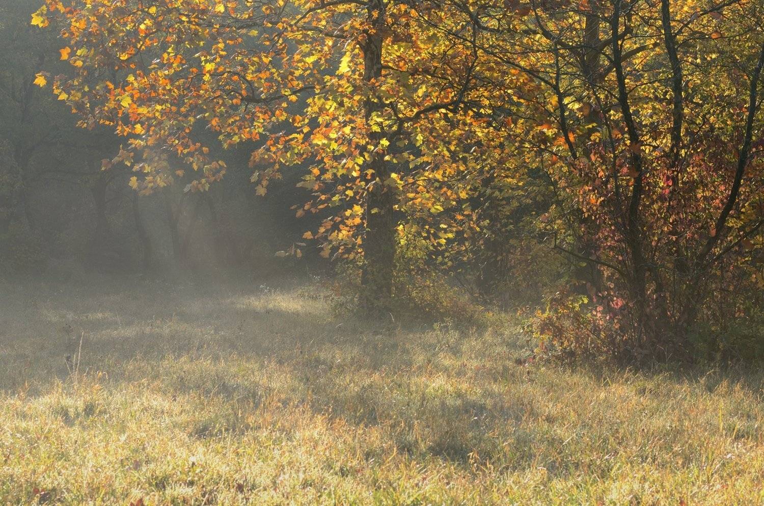 осень листва утро деревья, Александр Жарников