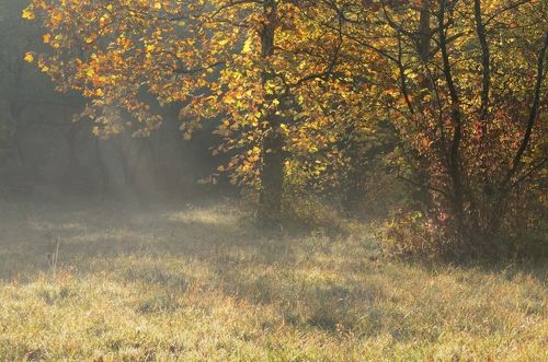Осень пришла
