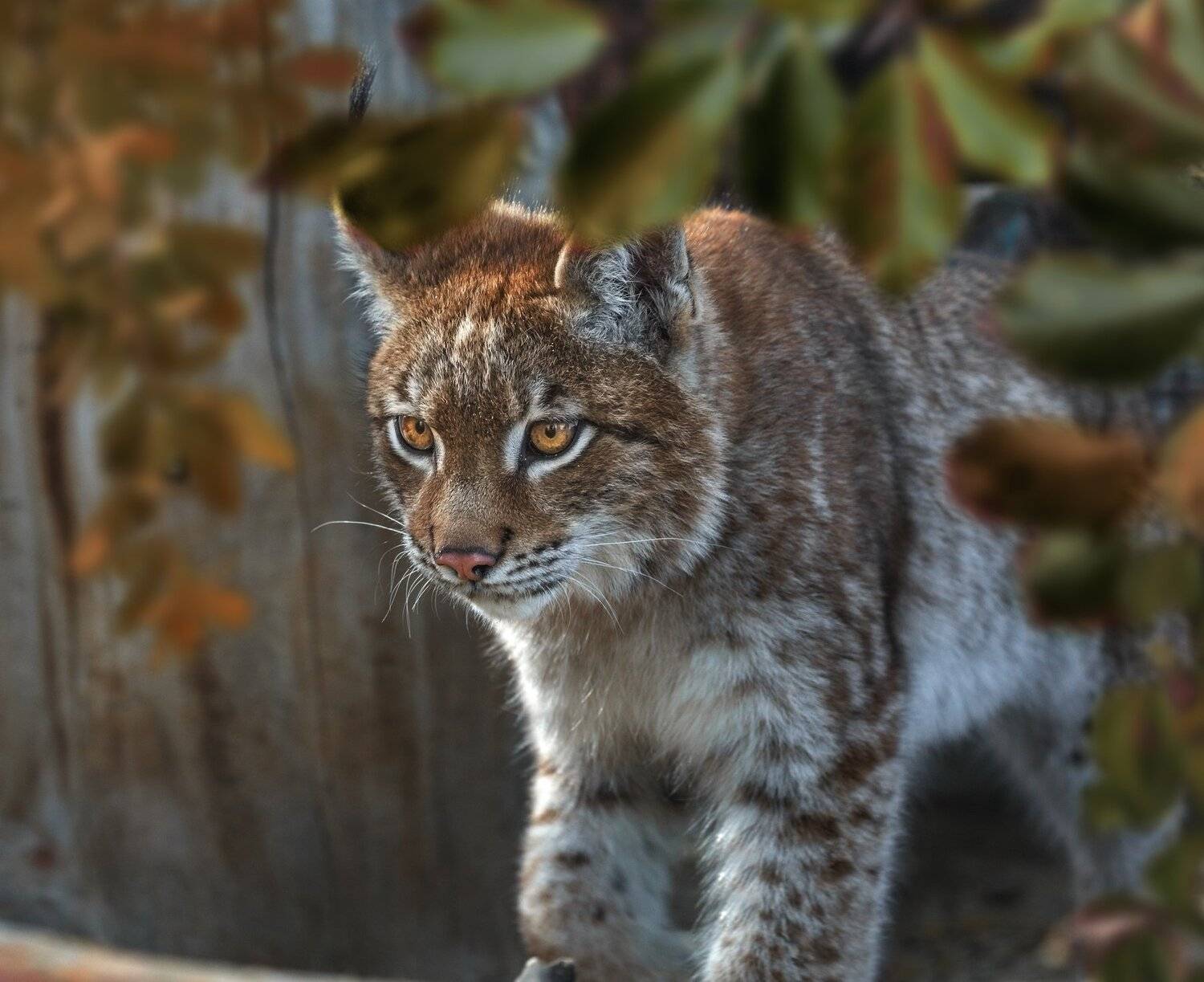 рысь, Олег Богданов