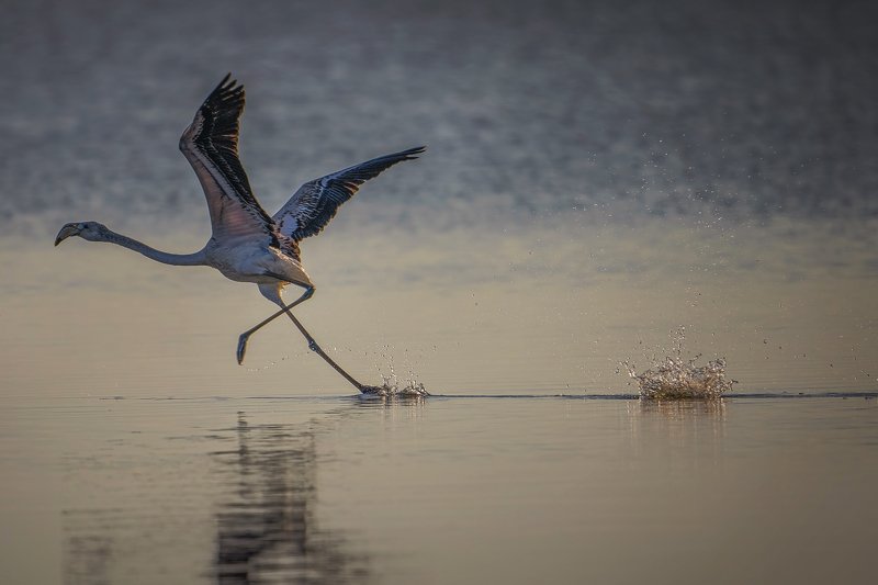 Running flamingo... фото превью