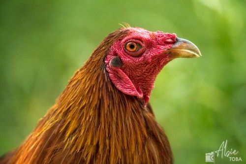 A head shot of an adult chicken