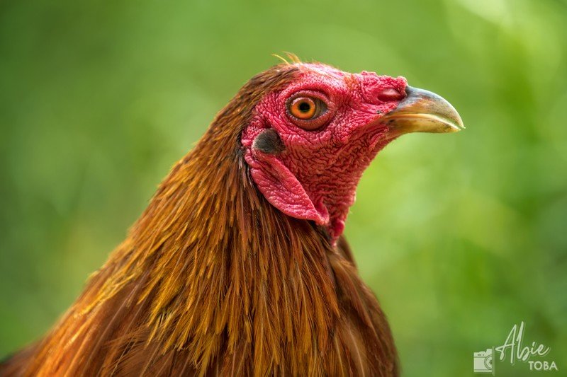 chicken A head shot of an adult chicken фото превью