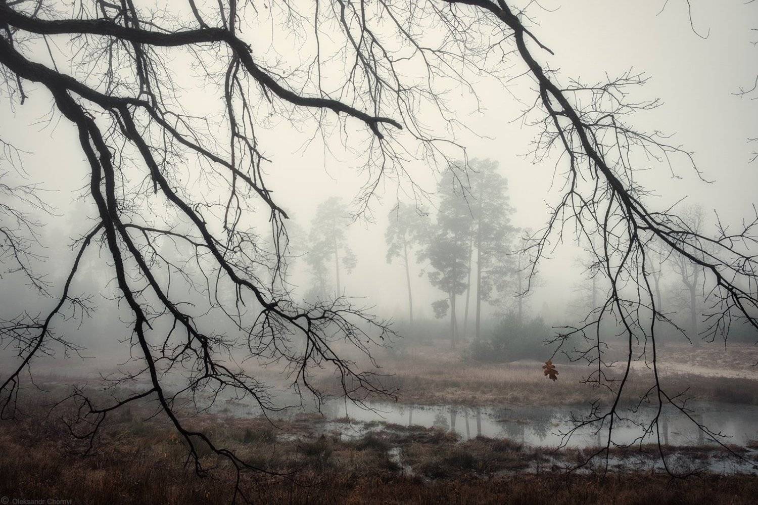 украина, коростышев, киричанка, природа, лес, полесье, озеро, осень, октябрь, мысли, чувства, туман, тишина, ветви, передний, план, уединение, счастье, жизнь, воздух, чистый, вдохновение, облака, отражение, трава, березки, деревья, просторы, фотограф, чор, Александр Чорный