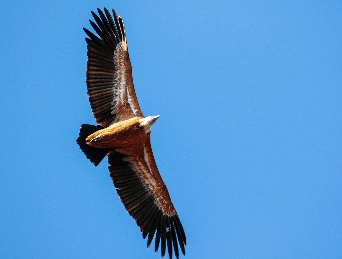 гриф,орёл,белоголовый сип,птицы,, Marat Magov