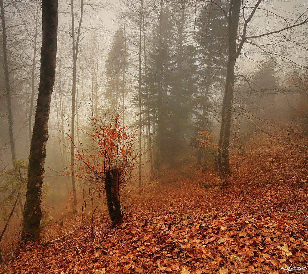 swiss, Матвеев Николай