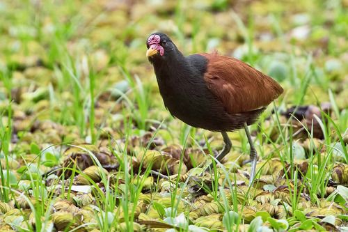 Южноамериканская якана