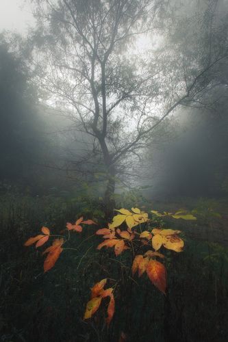Scent of autumn