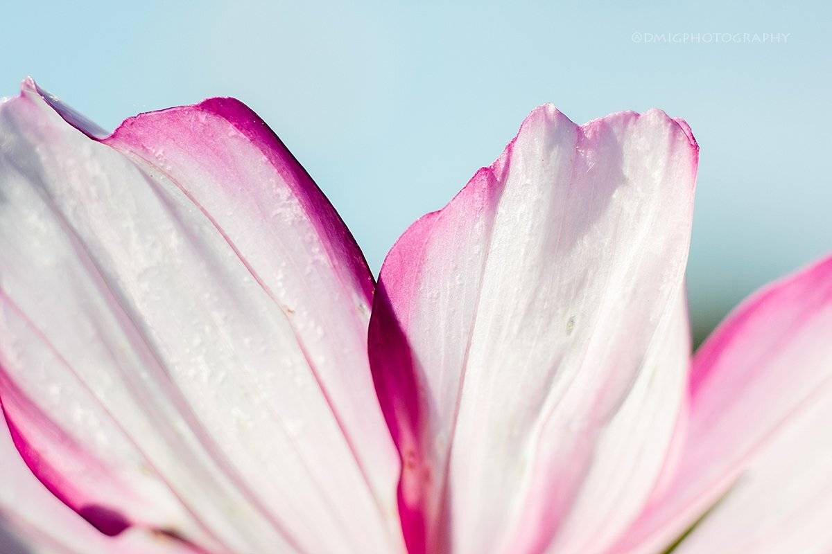 макро, цветы, природа, макромир, макросъёмка, гелиос44_2, осень, солнце, растение, , Дмитрий Гусалов