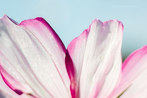 Colors