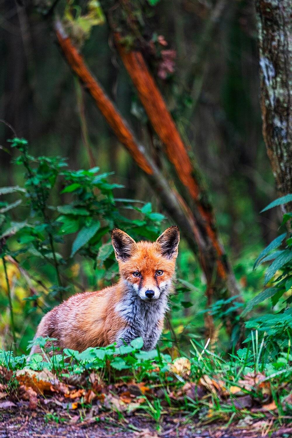 fox, forest, curonian spit, лиса, лес, куршская коса, Владимир Эделев
